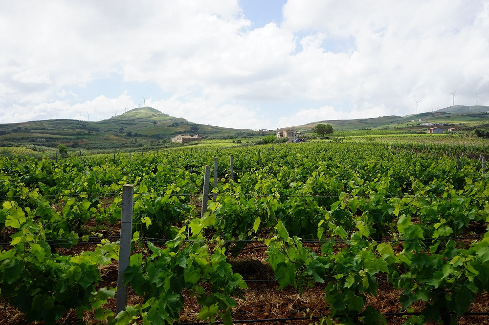 イタリアのぶどう畑