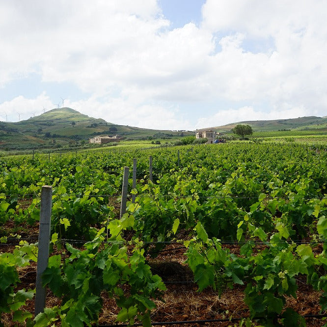 イタリア トーラ