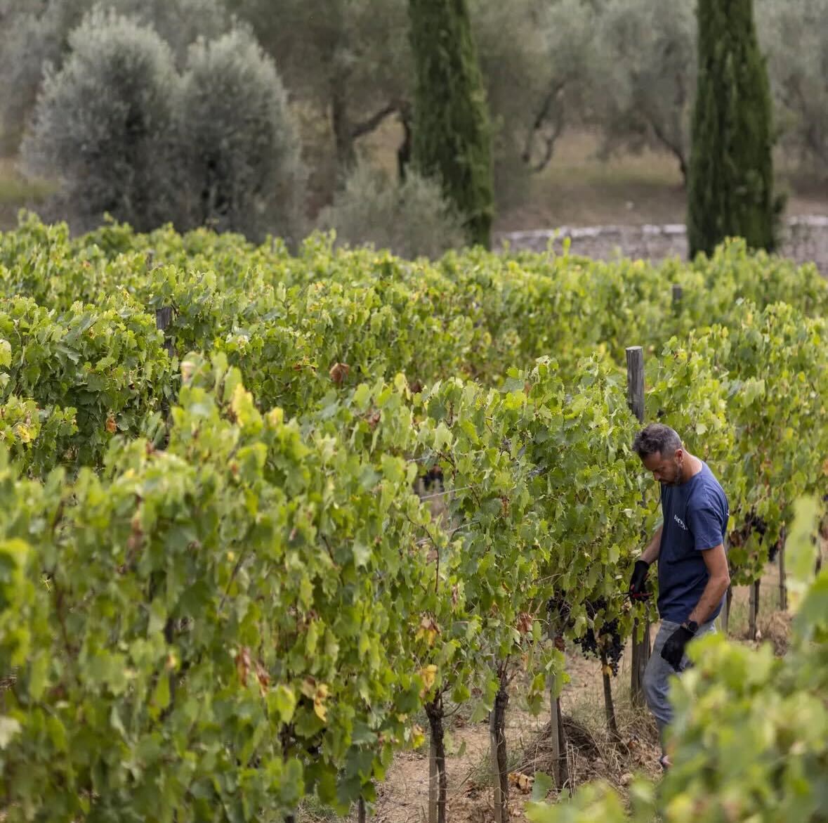 【WEB限定価格】ディエヴォーレ カンピノヴィ 2020(IT85-1420)