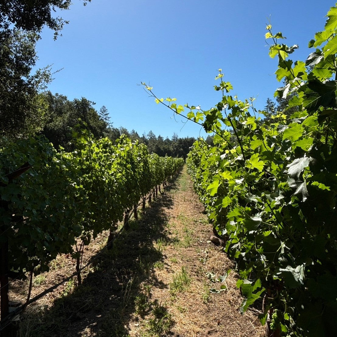 ライソロジー カベルネ・ソーヴィニヨン・ナパ・ヴァレー 2019【要クール便】