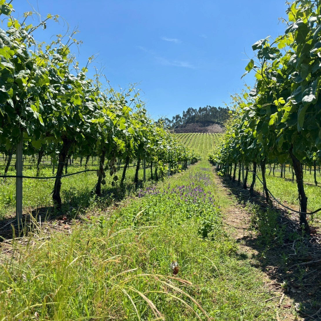ポルトガル キンタ・ダス・アルカス