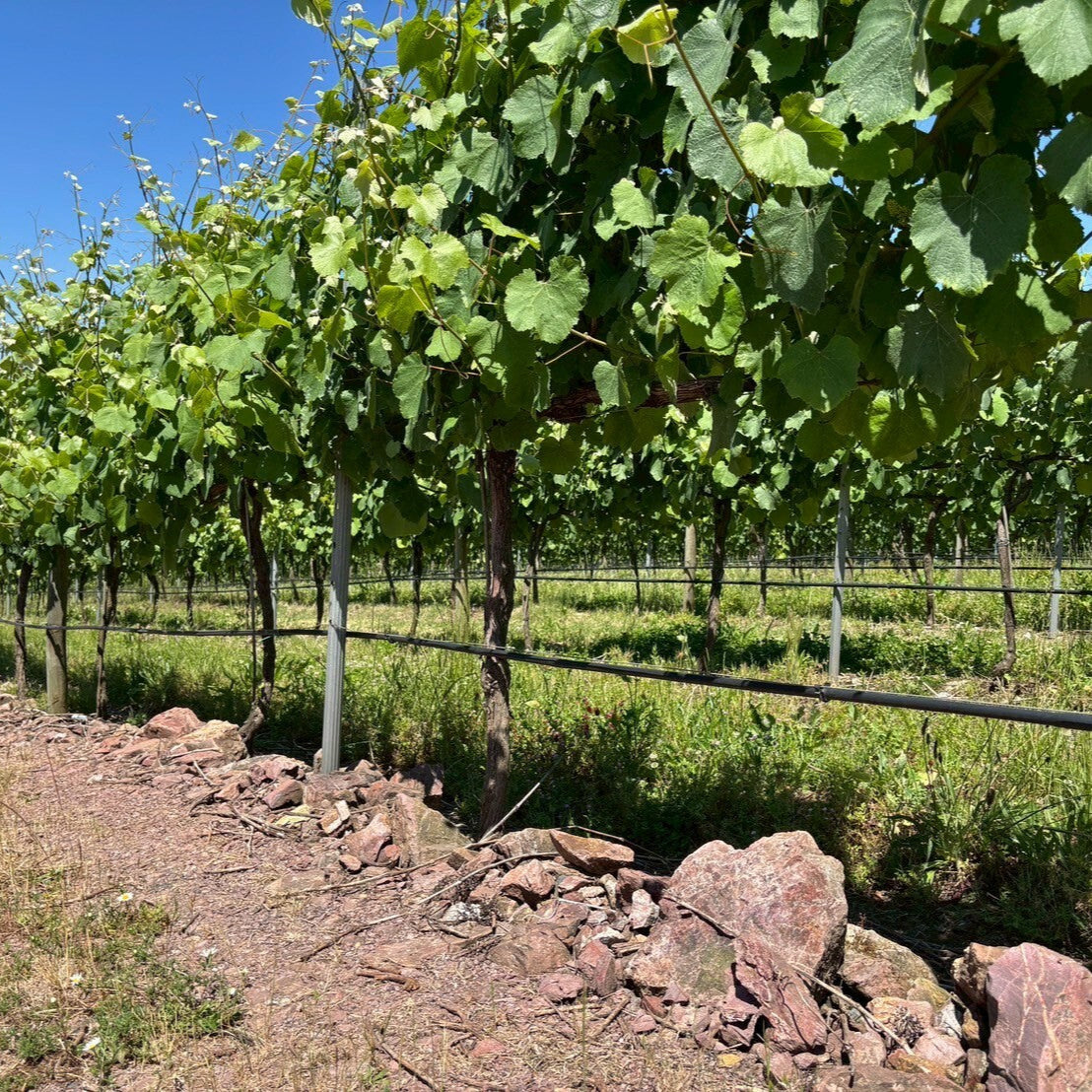 ポルトガル キンタ・ダス・アルカス