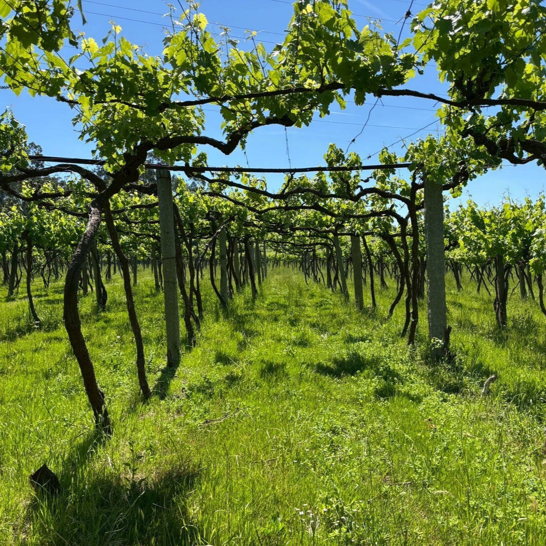 ポルトガル キンタ・ダス・アルカス