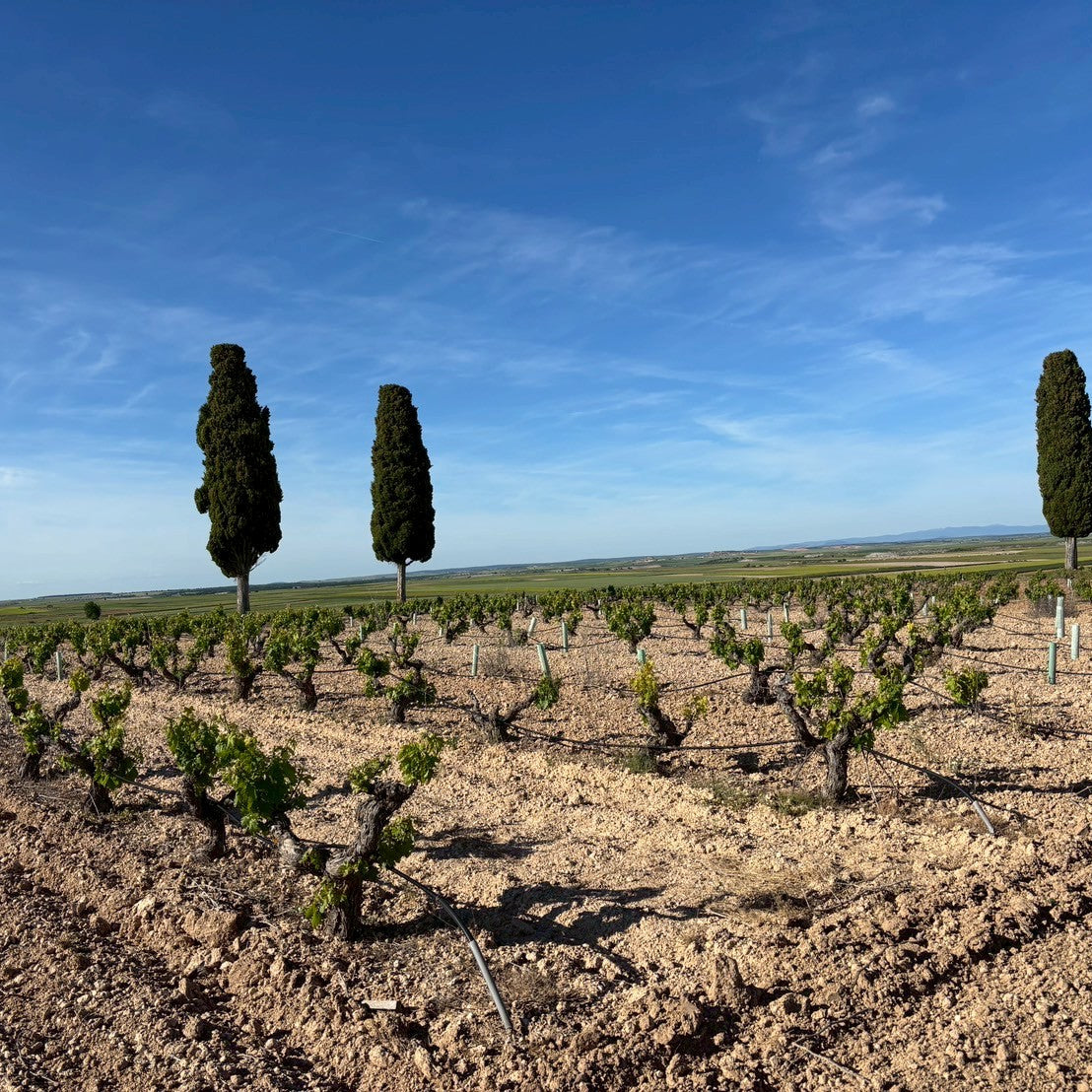 スペイン ワイン ボデガス バルバス リベラ・デル・デュエロ