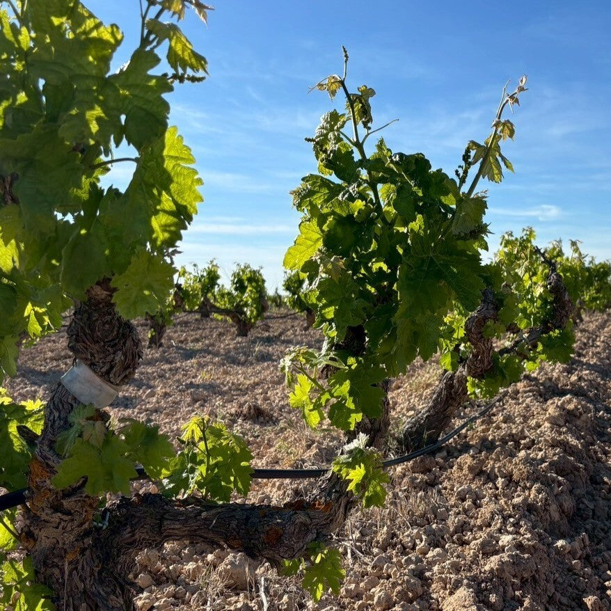 パゴ デ バルバス