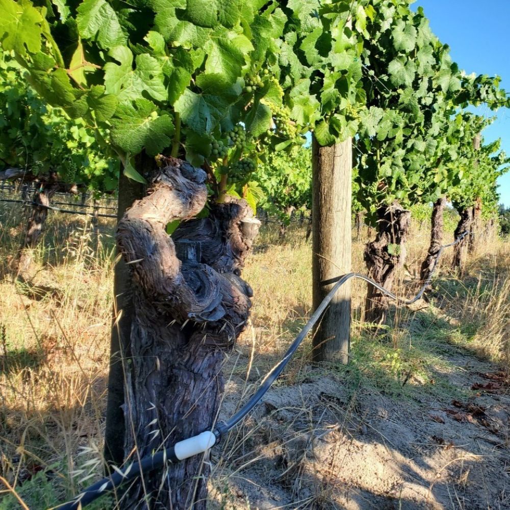 ジョセフ・スワン シャルドネ トレントン・エステート 2017
