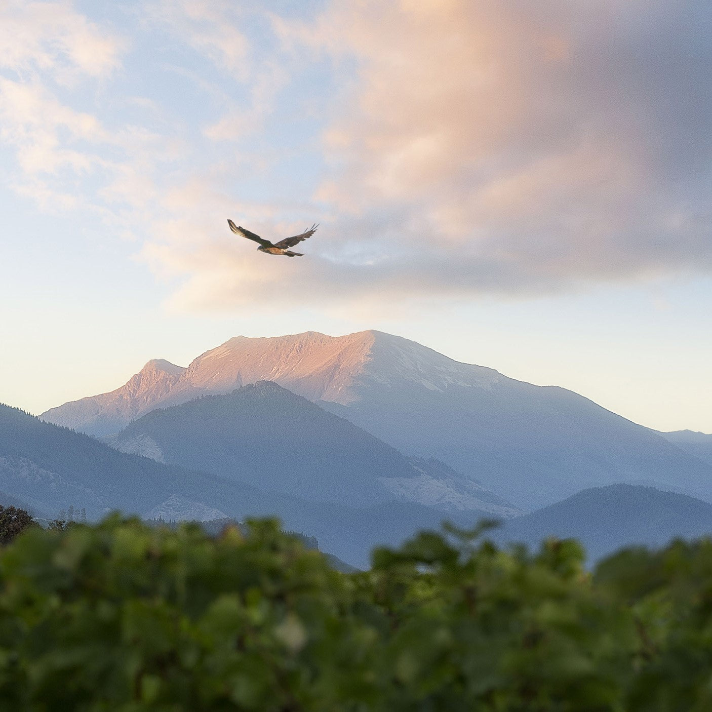 テ・マニア ロゼ