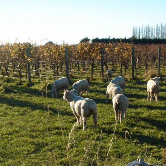 ニュージーランド テ・マニア・ワイナリー