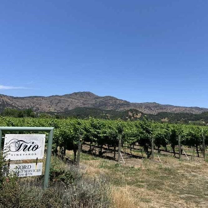 タンバー・ベイ シャルドネ サン・シェーヌ ヨントヴィル 2022