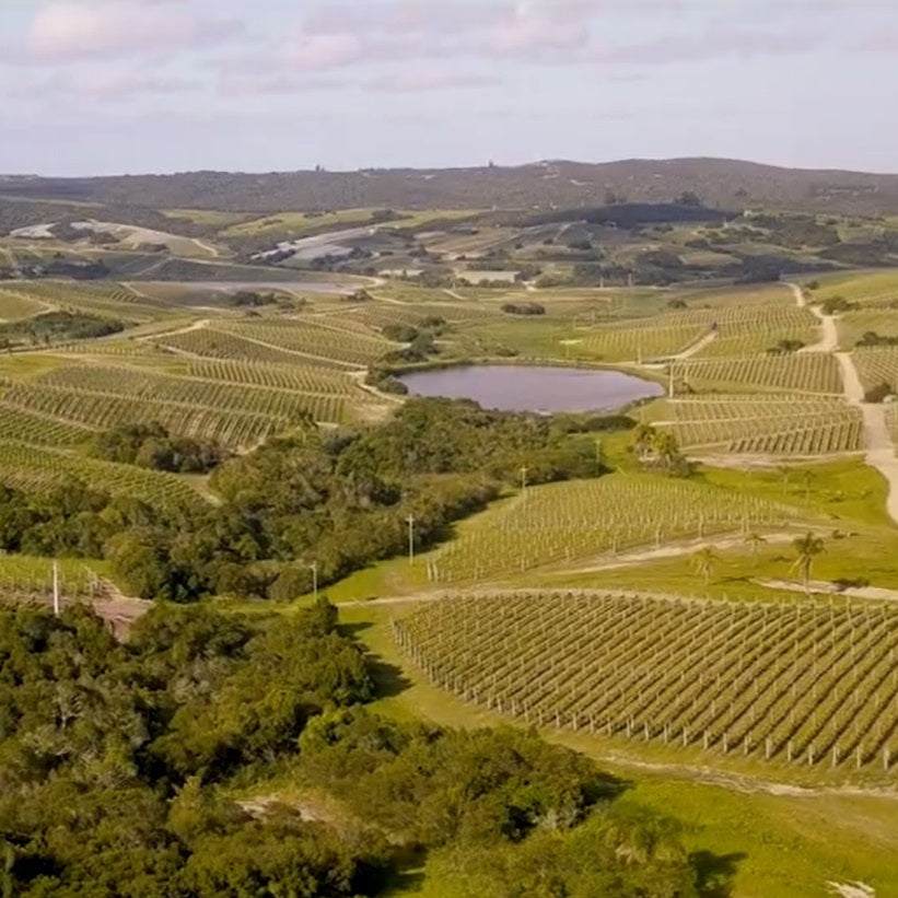 ウルグアイ ボデガ・ガルソン