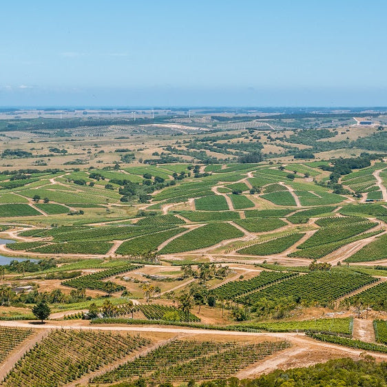 ウルグアイ ボデガ・ガルソン ワイン ワインスペクテーターTOP100 バリューワインTOP10