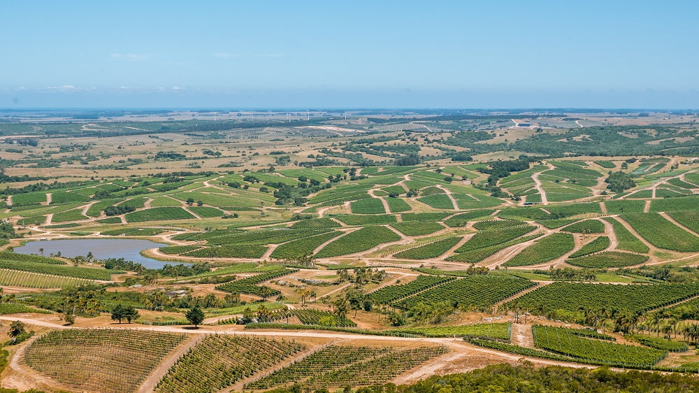 ウルグアイ ボデガ・ガルソン