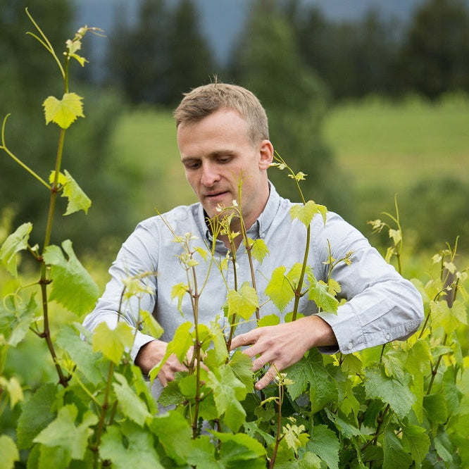 南アフリカ ノーブルヒル・ワイナリー