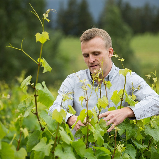 南アフリカ ノーブルヒル・ワイナリー