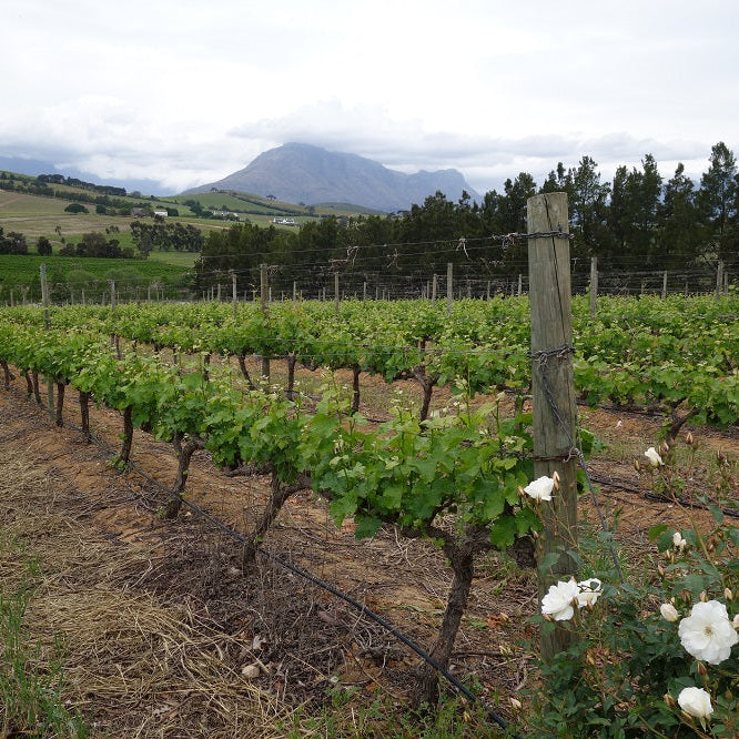 南アフリカ クロ・マルヴェルヌ