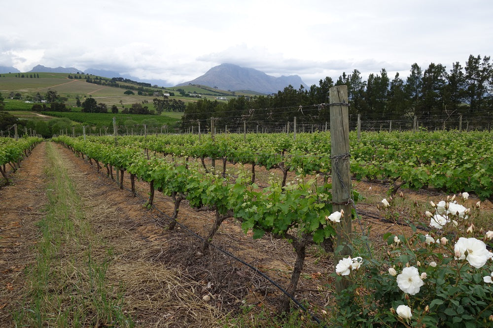 南アフリカ クロ・マルヴェルヌ