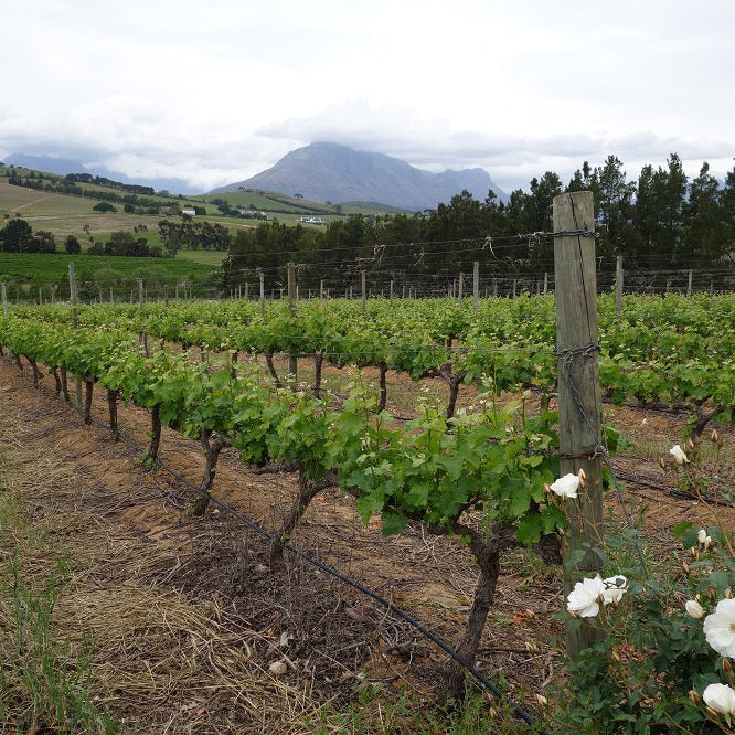 南アフリカ クロ・マルヴェルヌ