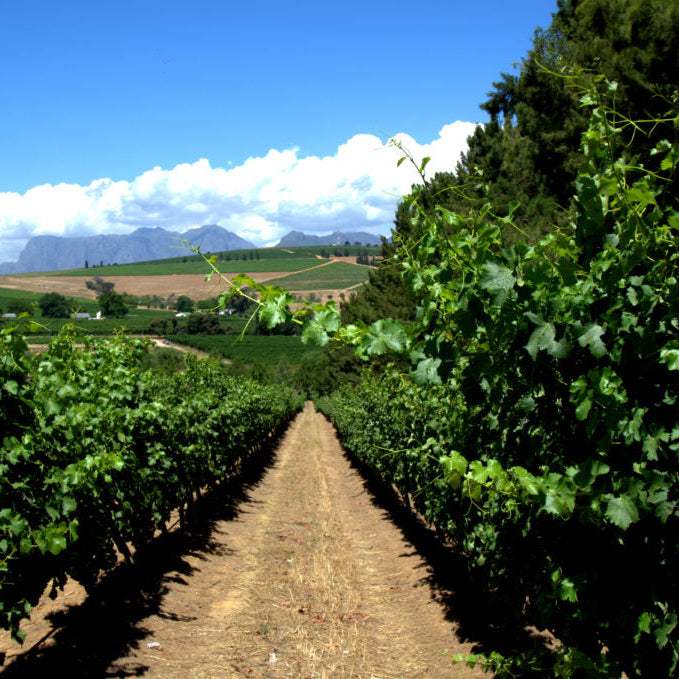 ヘロンズ ネスト 赤