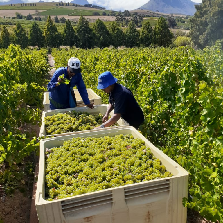 ヘロンズ ネスト 赤