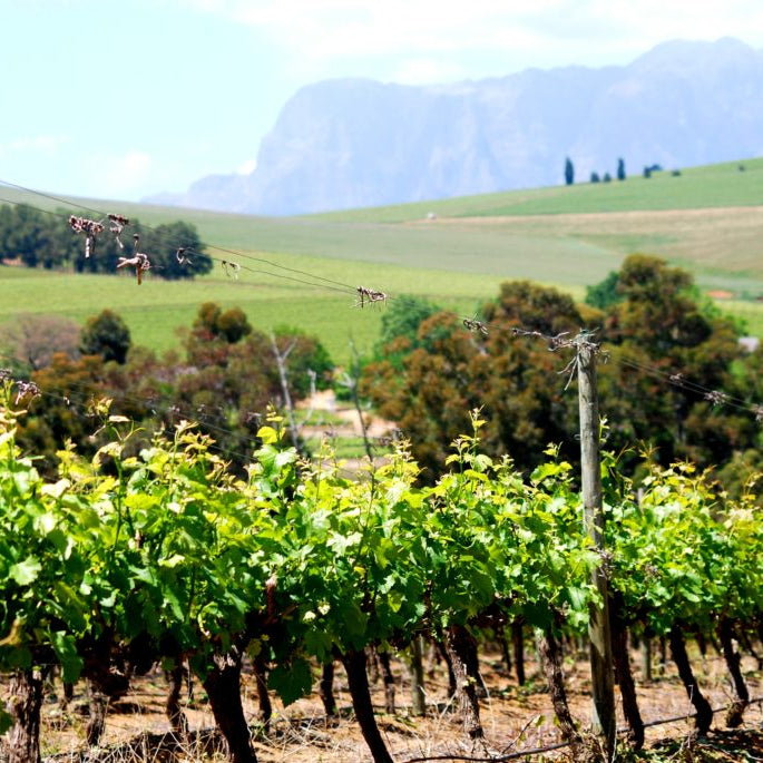 ヘロンズ ネスト 赤