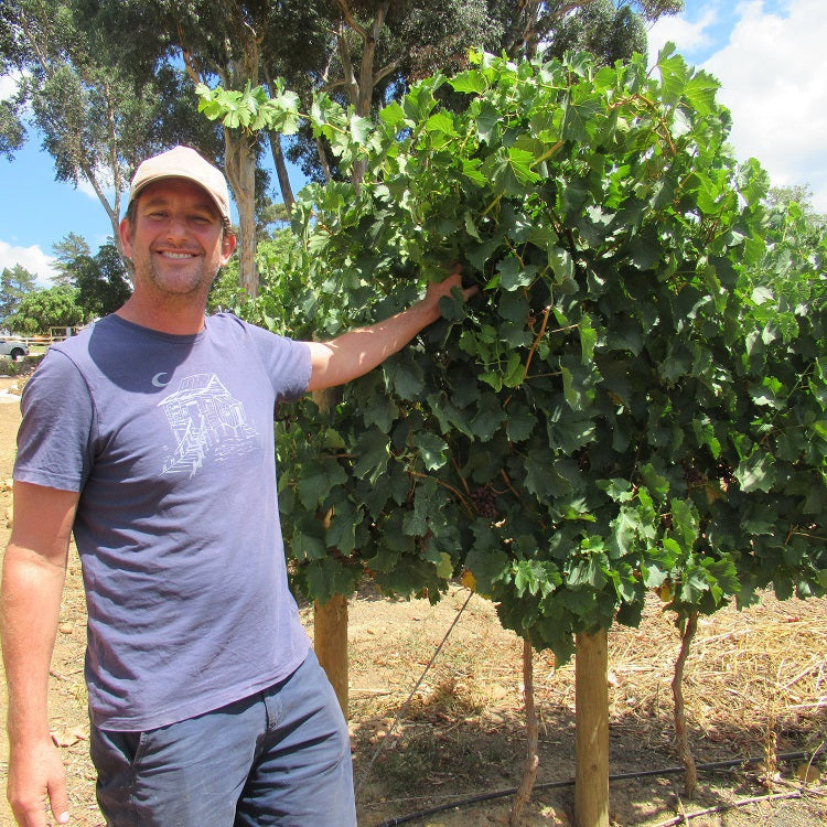 南アフリカ ボーモン・ワインズ