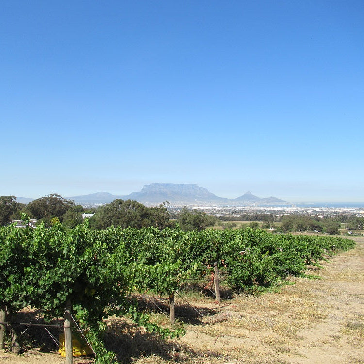 南アフリカ ド・グレンデル