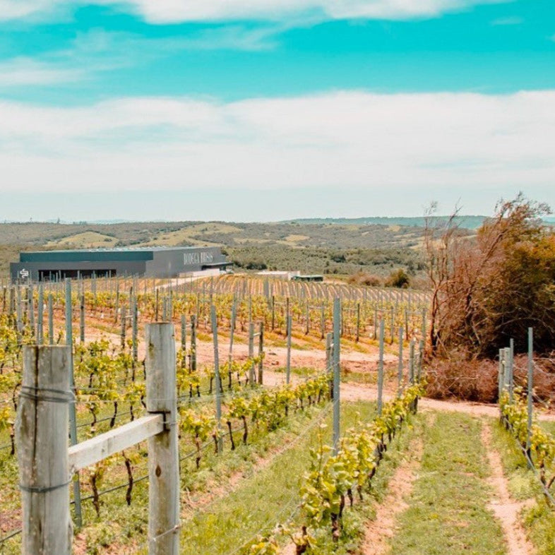 ウルグアイ ボデガ・ブリサス