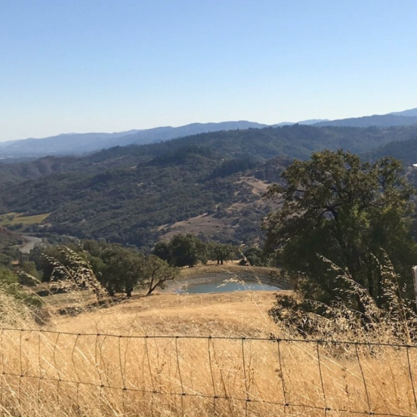 アメリカ DNAヴィンヤーズ