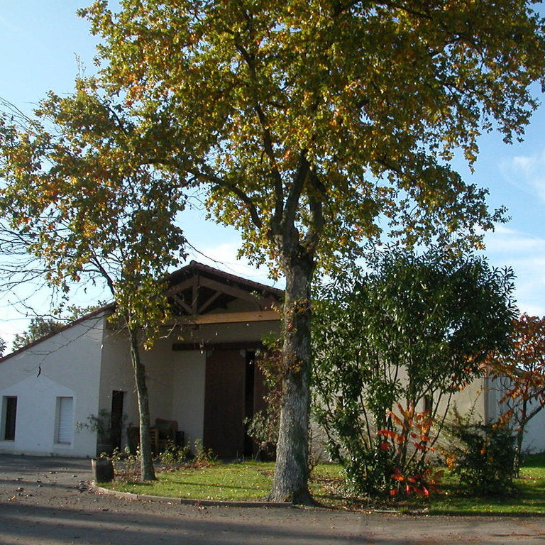 ドメーヌ・ド・ラ・キラ・ミュスカデ・シュール・リー