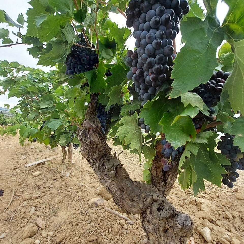 フランス シャトー・レゾリューのぶどう