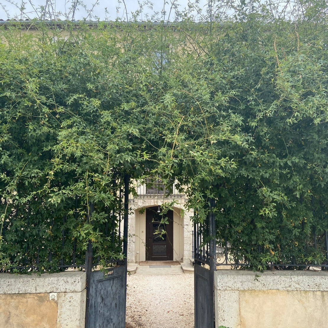 シャトー・レゾリュー 赤ラベル