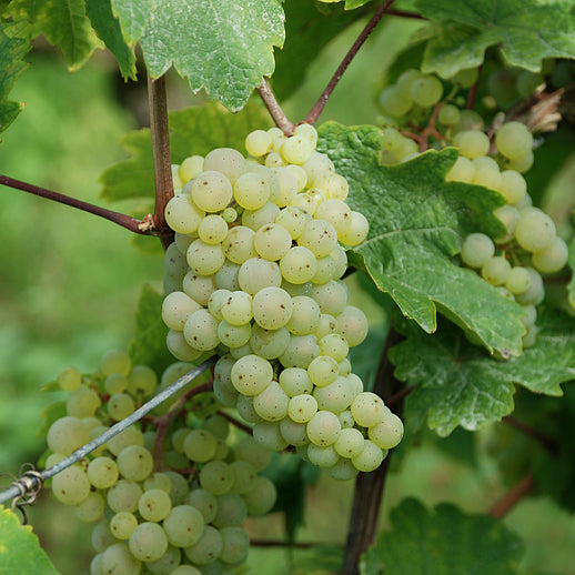 フランス ドメーヌ・エミール・ボエケル