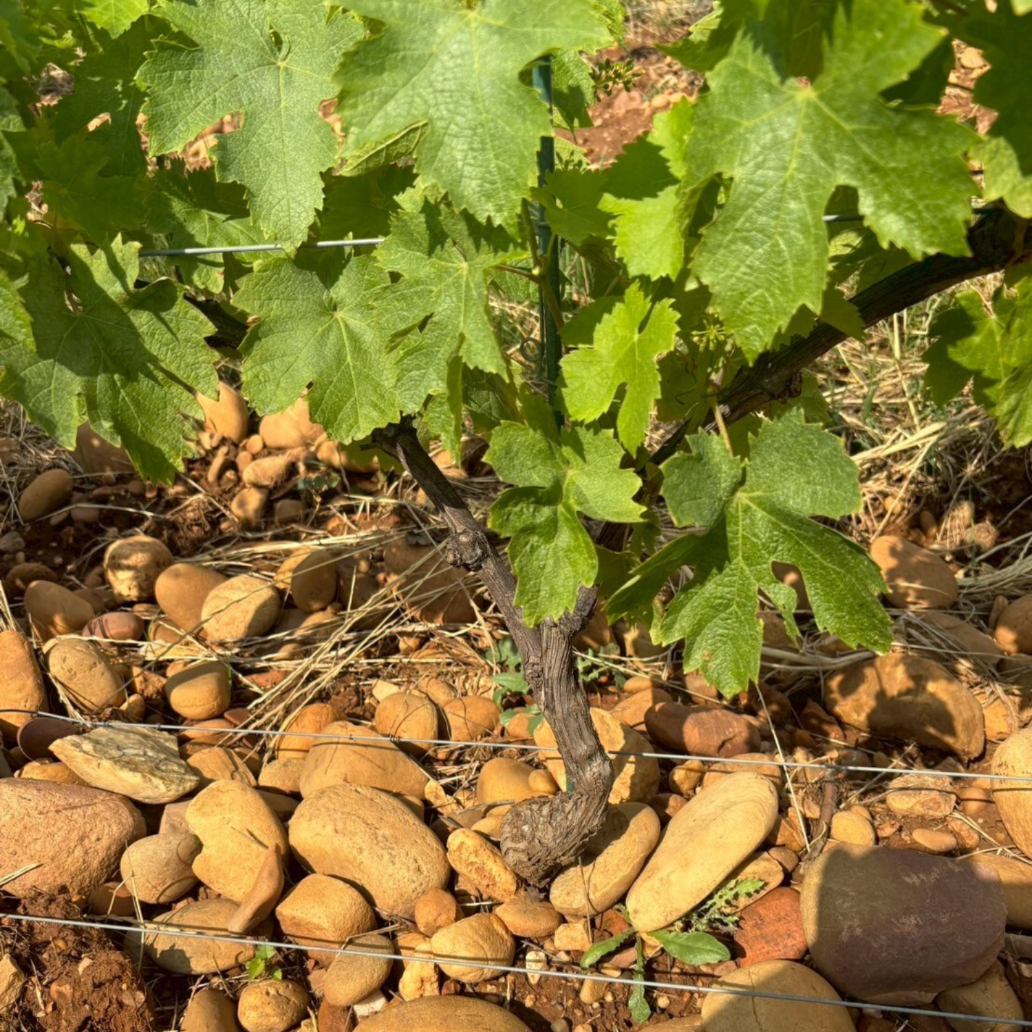 ル・プティ・クードゥリ ブラン