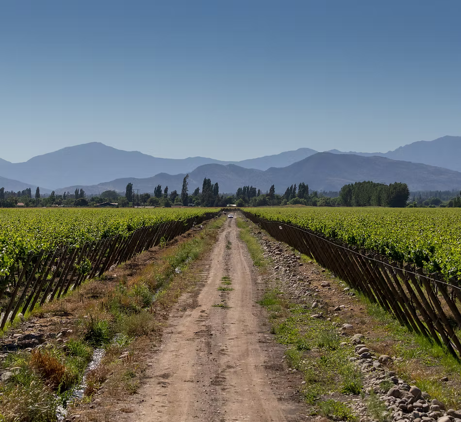 プンティ・フェレール レセルバ ピノ・ノワール