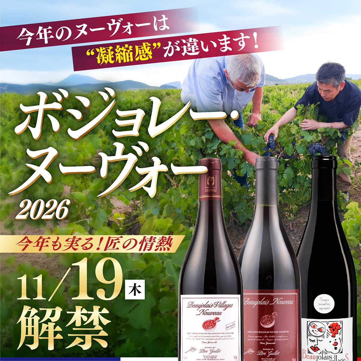 ボジョレー・ヌーヴォー2026 今年のヌーヴォーは”凝縮感”が違います!今年も実る!匠の情熱11月19日解禁