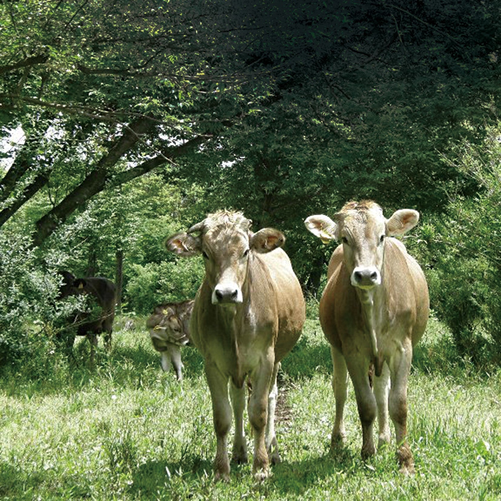 チーズ工房那須の森