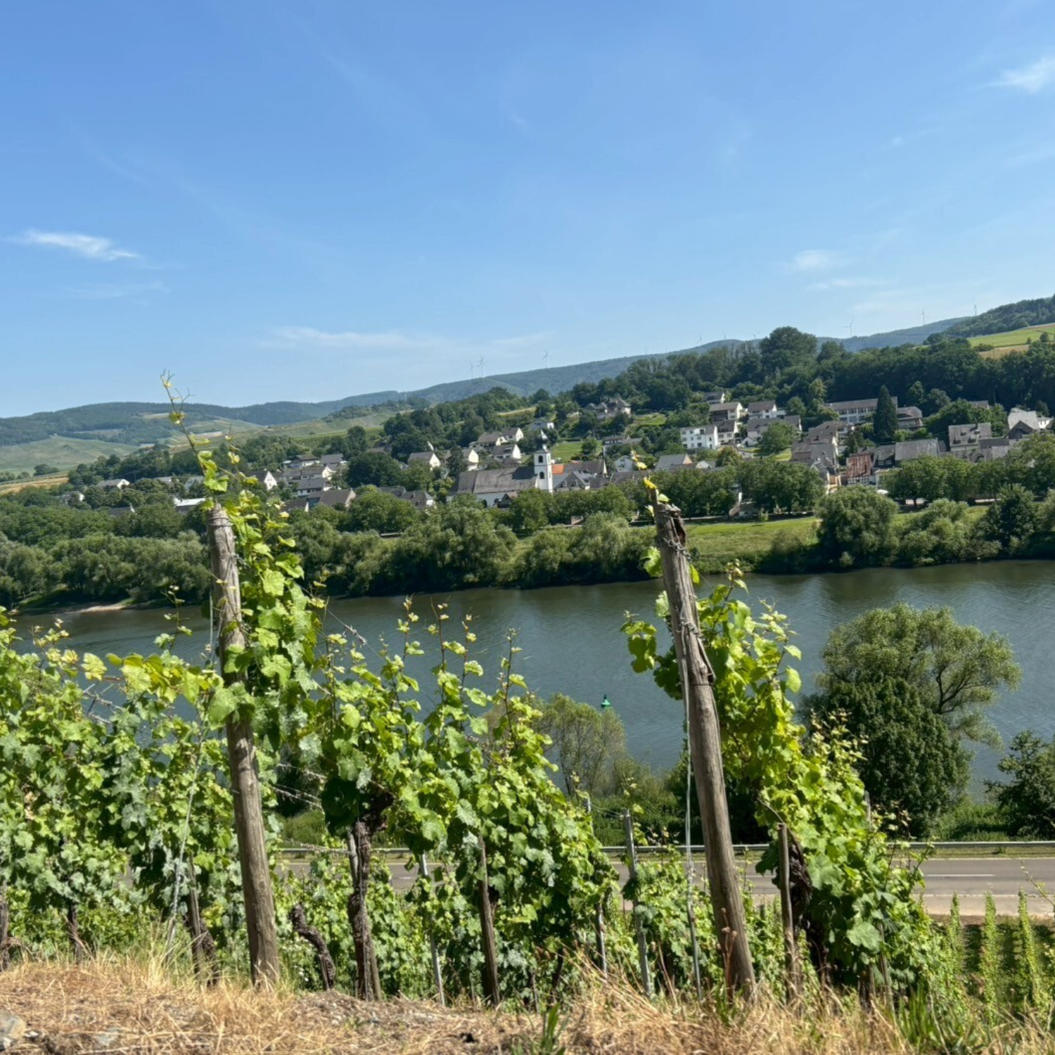 ドイツワイン モーゼル ウィリ・ハッグ リースリング 急勾配な畑