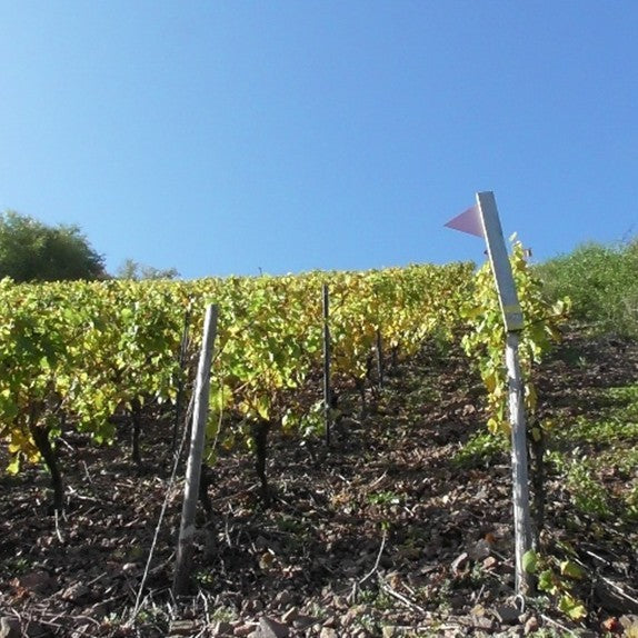 ドルンフェルダー トロッケン