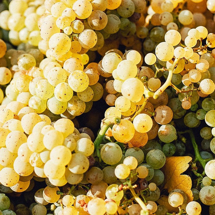 ヴァイスブルグンダー トロッケン