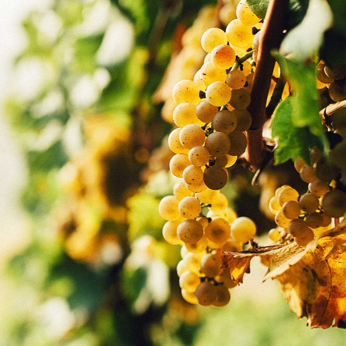 ヴァイスブルグンダー トロッケン