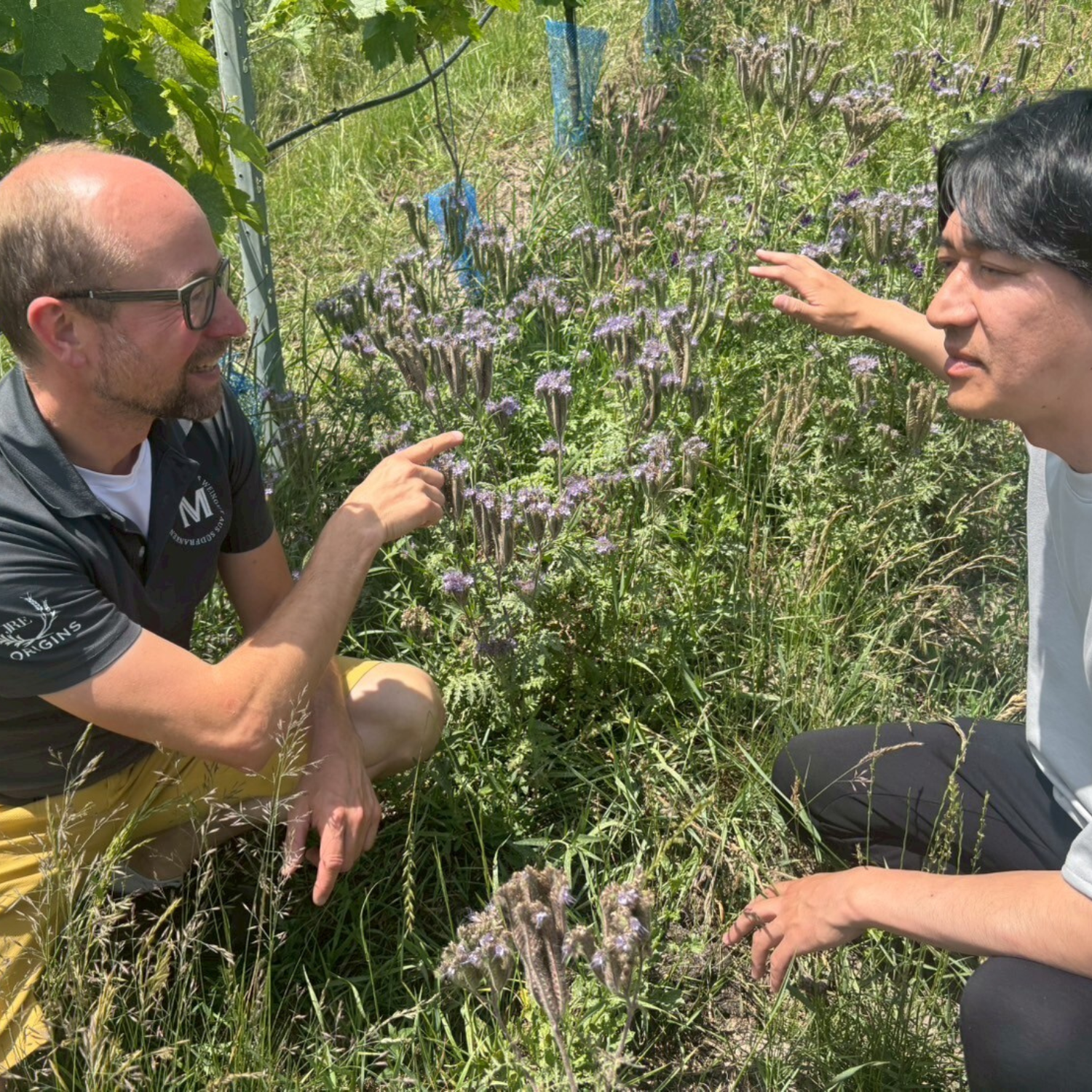 マイアー ドイツワイン ヴィノスやまざき 急勾配 ぶどう畑 自然な造り