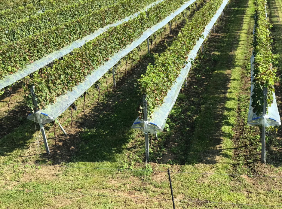 【ご予約】静岡 シャルドネ ヌーヴォー 2025【2025年11月20日以降お届け予定】