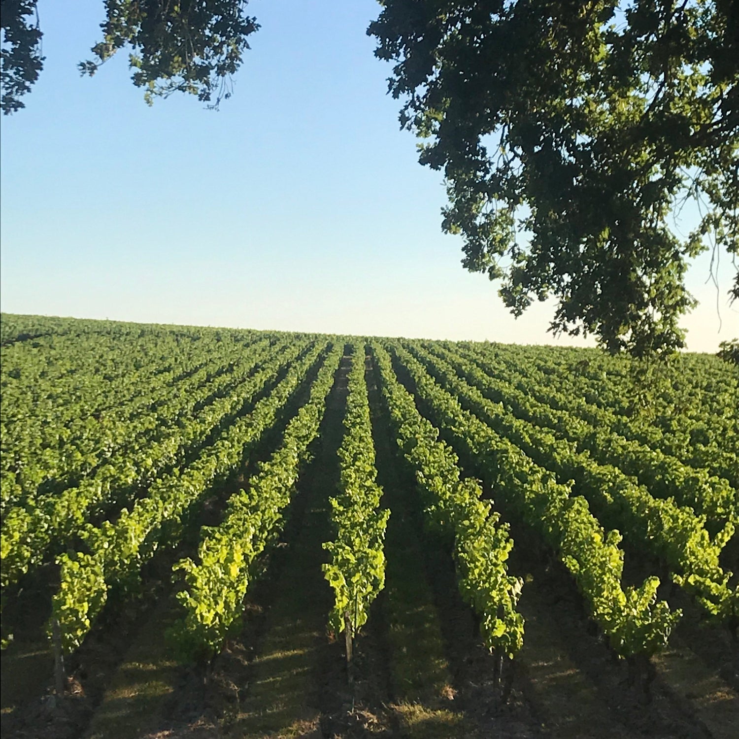 ドメーヌ・ド・ラ・キラ・ミュスカデ・シュール・リー