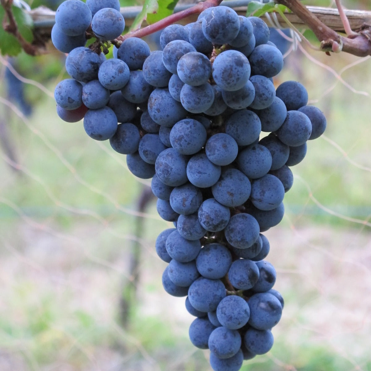 mobile_cabernet-sauvignon-1-1-square.jpeg