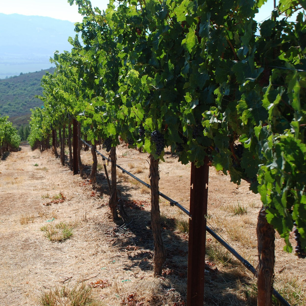 アメリカ カリフォルニア ストーンヘッジのぶどう畑