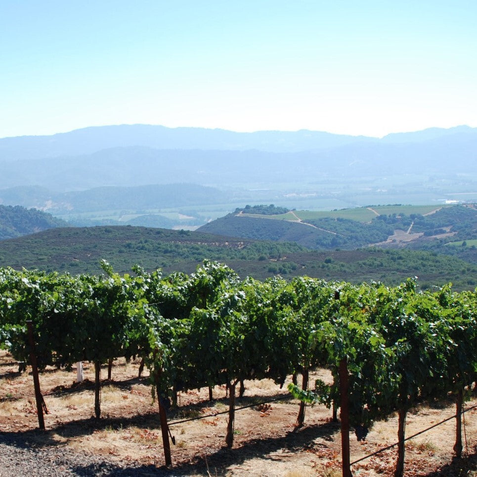 アメリカ カリフォルニア ストーンヘッジのぶどう畑