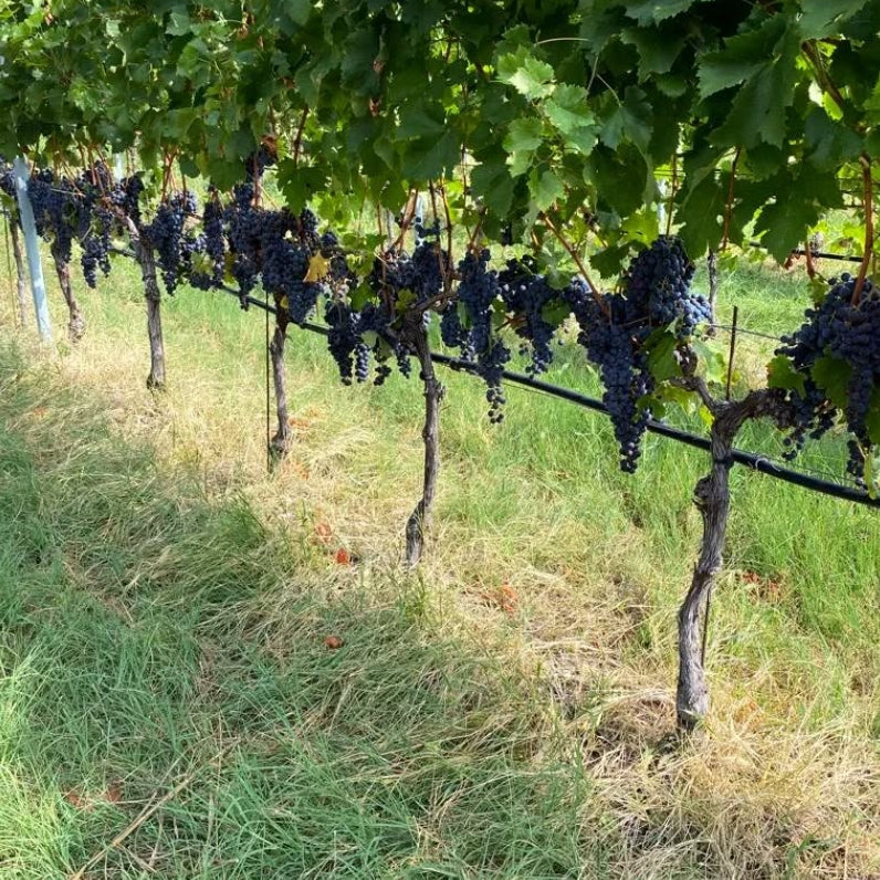 【蔵直Ⓡワイン定期便】11月銘醸赤ワインコース