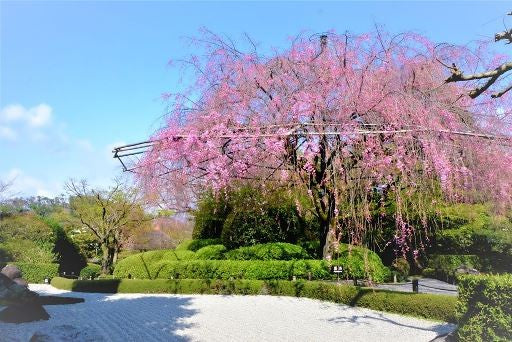 今週末はご自宅でお花見はいかがですか？