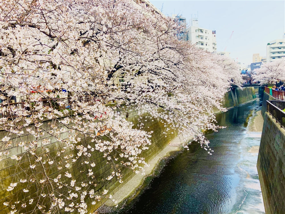 気軽に楽しめる、おうち花見はいかがですか？桜の便りをお届けします。