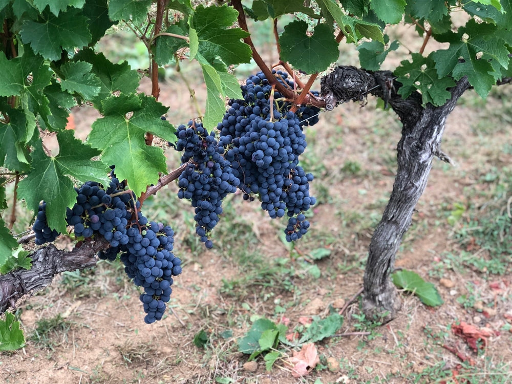 父の日に贈る、「ついつい沢山飲んでしまう」と父を困らせるワイン
